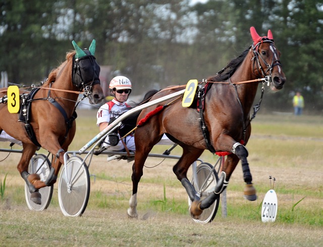 Apostas em Corrida de Cavalos — Corrida de Arreios